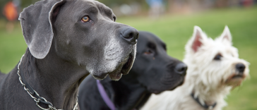 A Variety of Dog Breeds