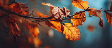Close-Up of Autumn Leaves