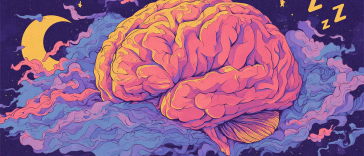 Illustration of Sleeping Brain