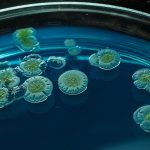 Header image for: Unveiling the Role of Microbes in Ecosystems