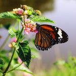 Header image for: Biodiversity Loss: Why It Matters and How to Prevent It