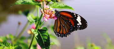Header image for: Biodiversity Loss: Why It Matters and How to Prevent It