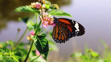 Header image for: Biodiversity Loss: Why It Matters and How to Prevent It