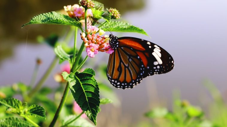 Header image for: Biodiversity Loss: Why It Matters and How to Prevent It