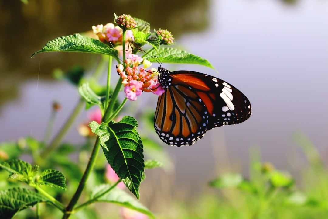 Header image for: Biodiversity Loss: Why It Matters and How to Prevent It