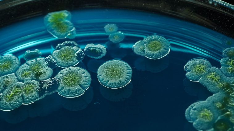 Header image for: Unveiling the Role of Microbes in Ecosystems